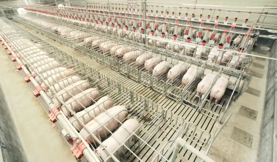 重庆老板养猪凶猛,年进账200亿