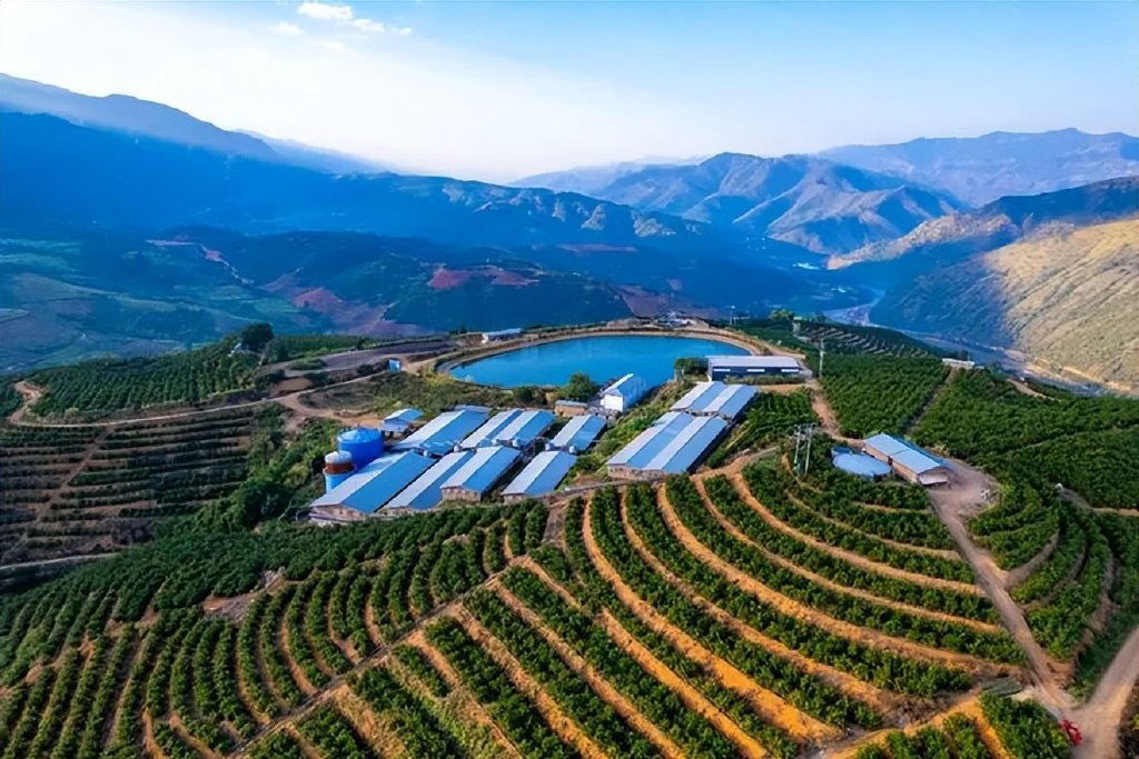 重庆老板养猪凶猛,年进账200亿